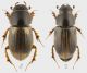 Aphodius (Melinopterus) prodromus.jpg