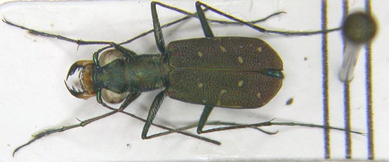 Cylindera Ifasina octoguttata.jpg