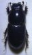 Cavalese 17.V.2012 Calamosternus granarius.JPG