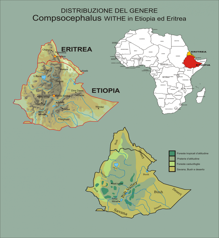 distrib Compsocephalus eritrea etiopia.png