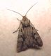 DSCN9084.JPG