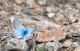 DSC_0106.jpg