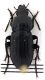 Comb1428_25zL5cr.jpg