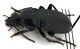 Comb1429_53zL5cr.jpg