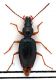 Comb1418_08zF8cr.jpg
