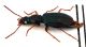 Comb1419_25zF8cr.jpg