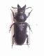 Spondylis buprestoides2.JPG