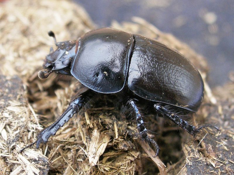 Geotrupes-douei-01,-Ponte-Cinque-Archi-(CL),-13-ottobre-2006,-foto-Marcello-Romano.jpg