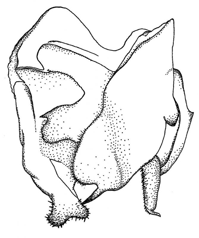 Tarachodes insidiator.jpg