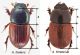 Aphodius foetens comp. with fimetarius.jpg