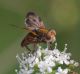 IMGP8537_fly_sm.JPG