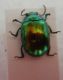 Chrysolina.jpg