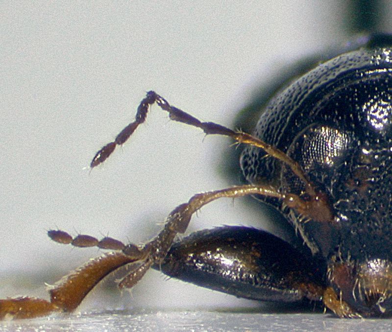 Pachybrachis-limbatus-antenna.jpg