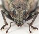 PMax-UDR-margaritaceus-front-web.jpg