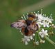 IMGP8535_Ectophasia_sp_sm.JPG