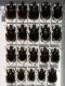 Ceratophyus rossii - coll.jpg
