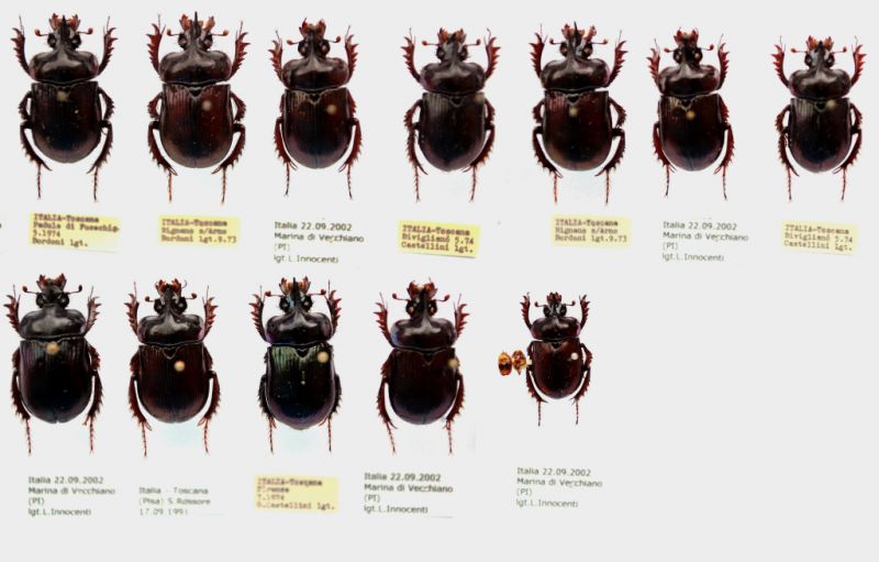 Ceratophyus rossii - for IT.JPG