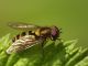 DSCF6007.JPG