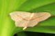 Scopula (Calothysanis) imitaria (Hübner, [1799])_3647 copia.JPG
