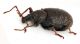 Comb1436_39zF8cr.jpg