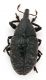 Comb1441_20zF8cr.jpg