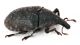 Comb1442_16zF8cr.jpg