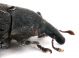 Comb1445_30zF3cr.jpg