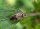 IMG_1468m.jpg