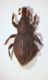 Curculio02.jpg