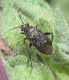 miridae.jpg