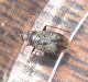 Miridae4.jpg