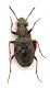 Comb1473_14zF8cr.jpg