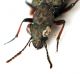 Comb1475_23zF3cr.jpg