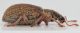Polydrusus-leucaspis-lateral.jpg