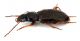 Comb1469_30zF3cr.jpg