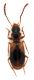 Comb1477_12zF3cr.jpg