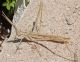 01072014_Creta_Balos_2_1di2 copia.jpg
