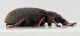 Polydrusus-derosasi-lateral-1.jpg