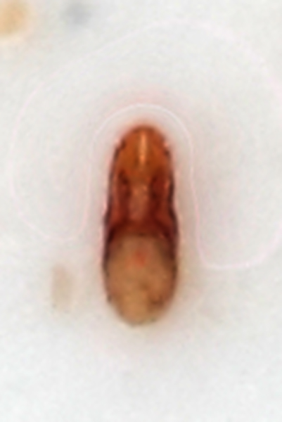 Pselaphidae-Castelgiorgio-edeago.jpg