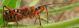 Rhynocoris 1.jpg