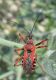 Rhynocoris3.jpg