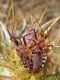 Rhynocoris4.jpg