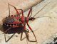 Rhynocoris5.jpg