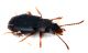 Comb1456_21zF3cr.jpg