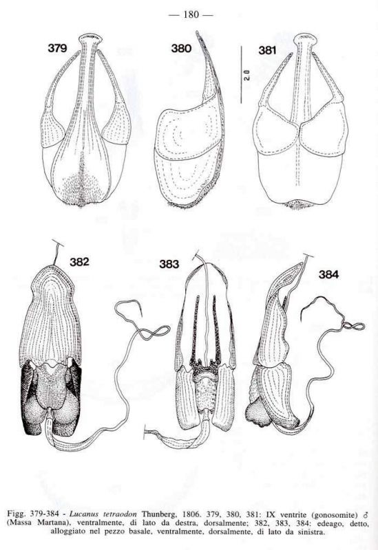 Franciscolo pag. 180.JPG