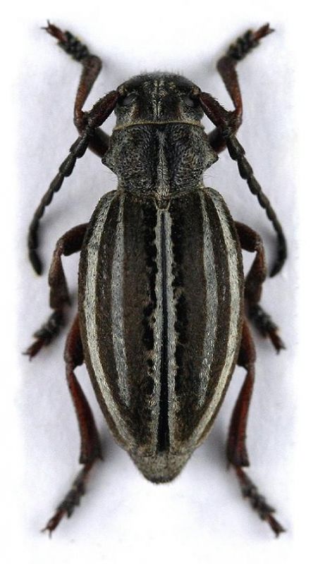 Dorcadion sulcipenne caucasicum_female.jpg