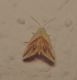 Eublemma cochylioides 1.jpg