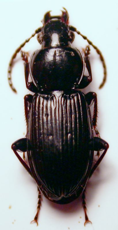 Pterostichus sp. 3.jpg