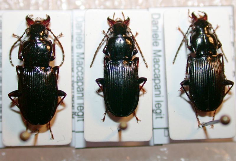 Pterostichus sp. 1.jpg