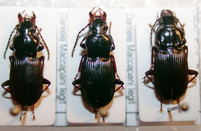 Pterostichus sp. 2.jpg